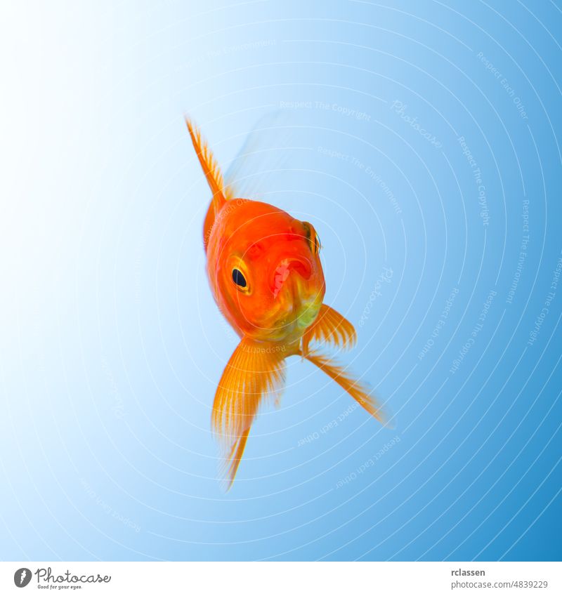 Goldfisch im Wasser Tier Fisch Bewegung Viecher Reinheit gold schwimmen unter Wasser Haustier Karpfen tropisch Wirbeltier orange Kiemen Flosse Blick Tauchen