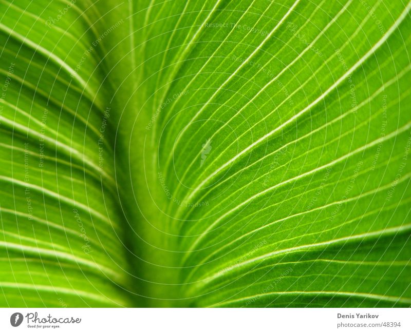 green manstera's leaf (macro) grün Blatt Licht Pflanze Makroaufnahme Natur Nahaufnahme Sommer light