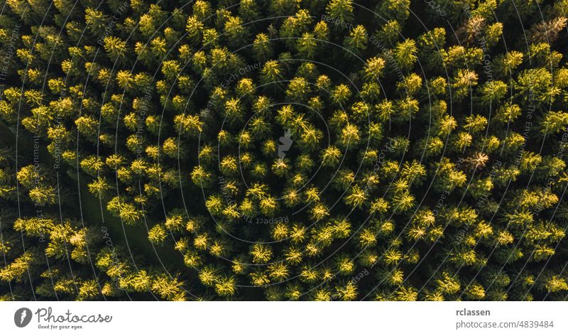 Luftaufnahme von oben von Sommer grünen Bäumen im Wald - Drone Schuss Antenne Ansicht Dröhnen Holz flächenhaft Vogelauge fliegen Herbst Landschaft Hintergrund