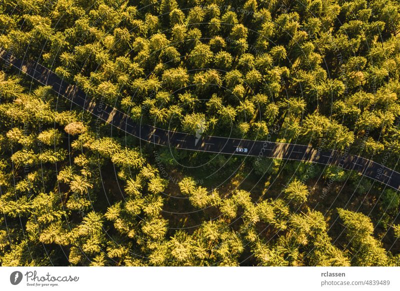 Luftaufnahme eines Sommerwaldes mit einem Auto auf der Straße. Von oben mit einer Drohne aufgenommen Wald Antenne Dröhnen Ansicht Auge Kurve Landschaft Natur