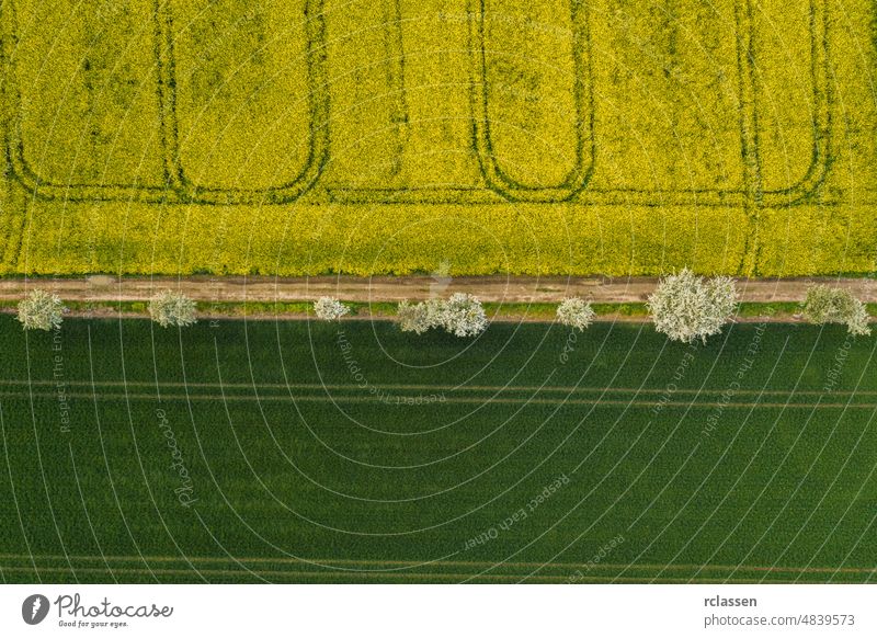 Luftaufnahme eines Rapsfeldes in der Blütephase und eines Maisfeldes mit Baumallee im Frühling. Ökologie Landwirtschaft in der Nähe von Bauernhof. Drohne Schuss