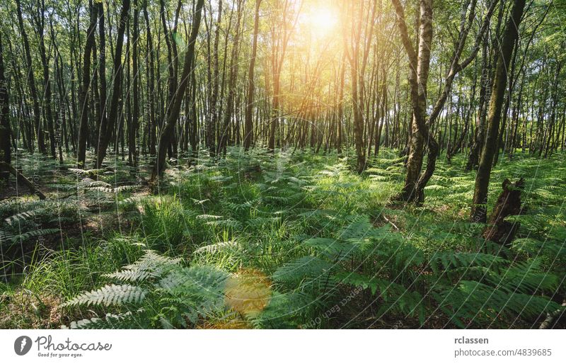 Sonnenstrahlen, die durch den mit Farnen bewachsenen Zauberwald scheinen Wald Landschaft Licht Natur Sonnenlicht grün Waldgebiet sonnig Holz Atmosphäre