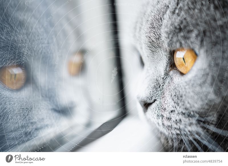 Britisch-Kurzhaar-Katze auf weißem Fenster liegend mit gelben Augen, die in die Kamera schauen Briten bezaubernd pelzig Schottisch Pferch Tabby Tier schön