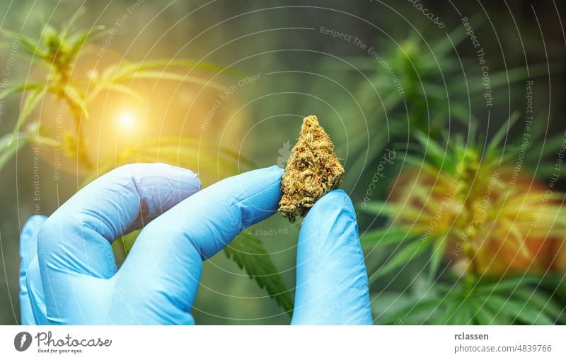 Wissenschaftler mit Handschuhen hält Cannabisknospe und prüft Hanfpflanzen. Konzept der alternativen Kräutermedizin, Cbd-Öl, Pharmaindustrie cbd medizinisch