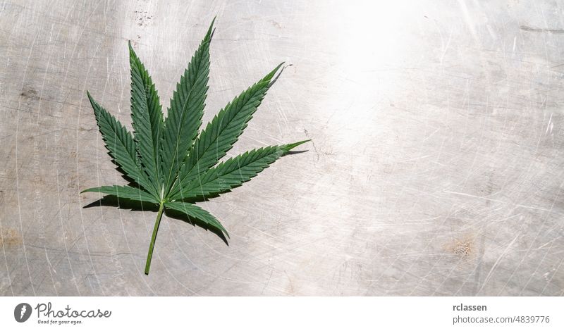 Weibliches Marihuana-Blatt auf metallischem Hintergrund. Bannergröße, Platz für Ihren individuellen Text. Cannabis cbd Hanf Transparente Pflanze Erdöl Metall