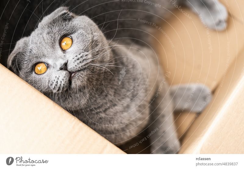 Lustige schottische Faltkatze schaut neugierig aus dem Karton Briten Katze bezaubernd pelzig Schottisch Pferch Tabby Tier schön katzenartig cattish niedlich