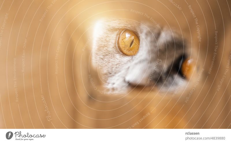 Britisch Kurzhaar schaut neugierig aus einem Loch in einem Karton Briten Katze bezaubernd pelzig Schottisch Pferch Tabby Tier schön katzenartig cattish niedlich