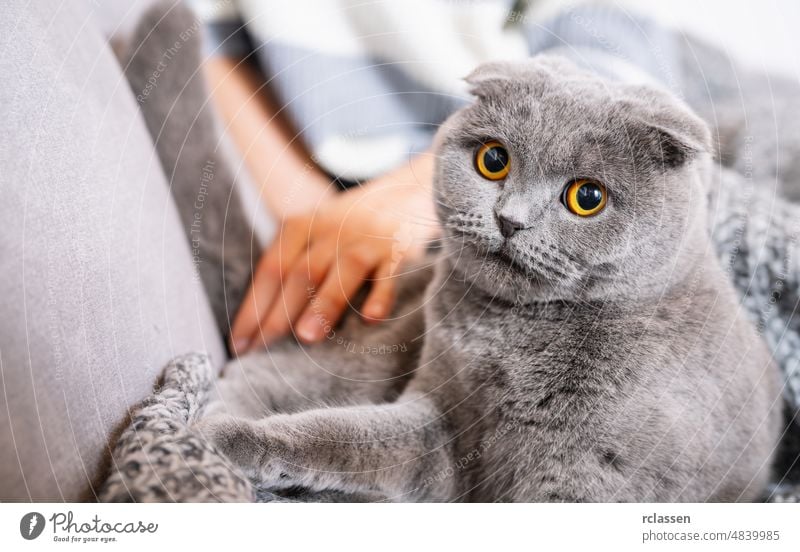 Niedliche schottische Faltkatze liegt auf einem Sofa und sieht komisch aus Schottisch Pferch Katze bezaubernd Tier Briten heiter Kultur niedlich schön Decke