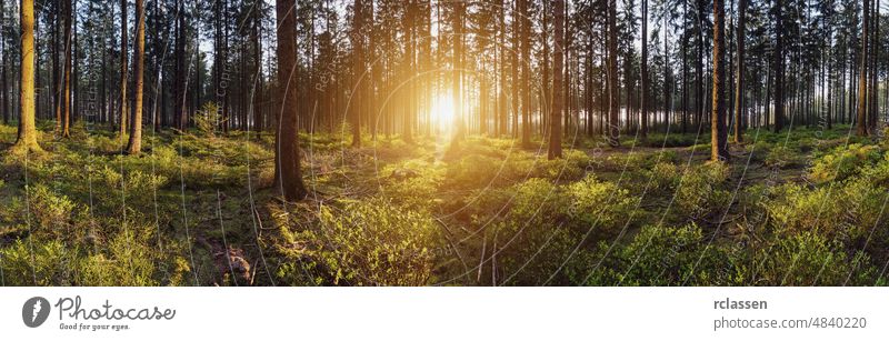 Wald im Gegenlicht des goldenen Sonnenlichts vor Sonnenuntergang Panorama Natur Landschaft Frühling Baum Sommer Blatt Nadelholz idyllisch Umwelt märchenhaft