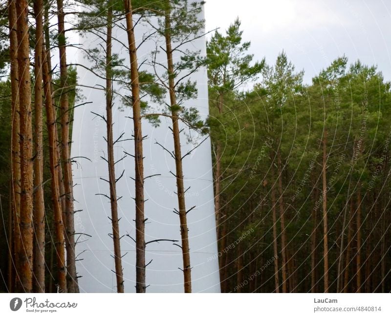 Windkraft im Wald - gut getarnt Windrad Bäume Erneuerbare Energie Alternative Energie Windkraftanlage Energiewirtschaft umweltfreundlich ökologisch nachhaltig