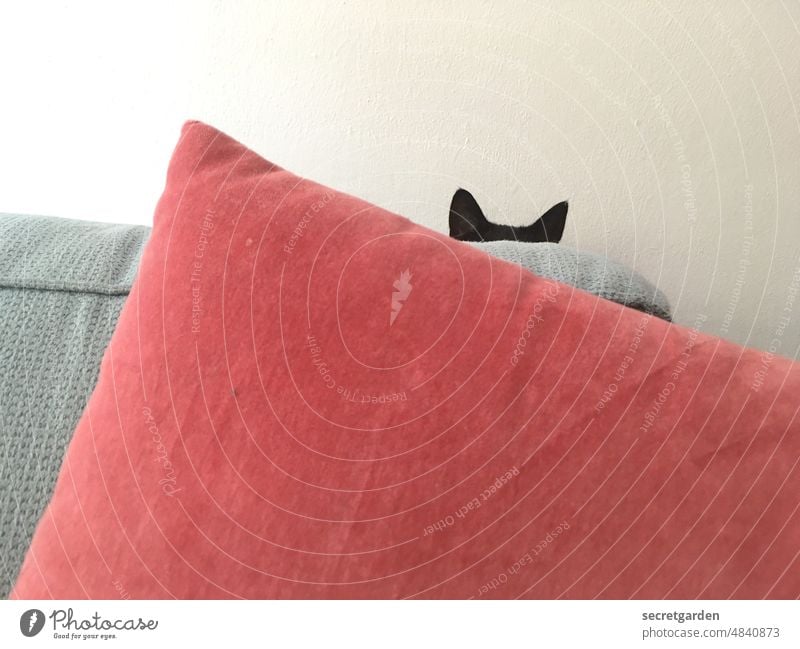 Kissenkatze Katze Versteck verstecken spielen Ohren rot grau schwarz unsichtbar Haustier niedlich Tier Spielen Farbfoto schön klein Hauskatze lustig Humor Couch