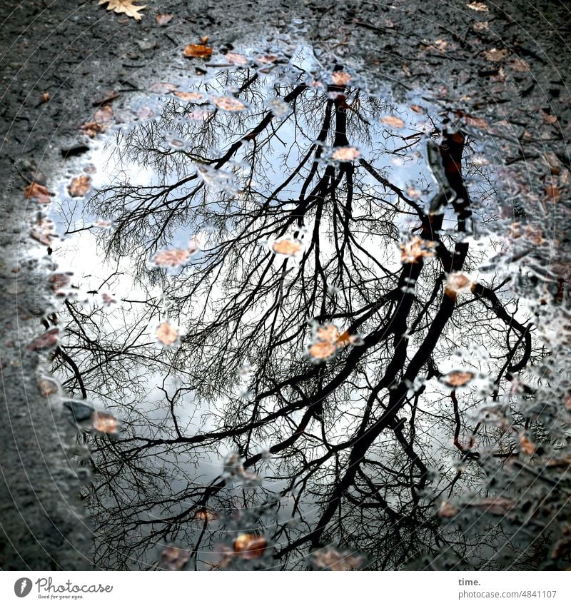 mirror of nature pfütze baum laub herbst blätter spiegelung weg schotter reflexion perspektive himmel wolken nass wasser
