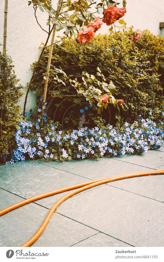 Gartenschlauch auf Schieferplatten vor blauen Blumen, Rosen und Buchsbaum Schlauch Terasse gießen Wasser Platten orange Gartenarbeit Wasserschlauch Bewässerung