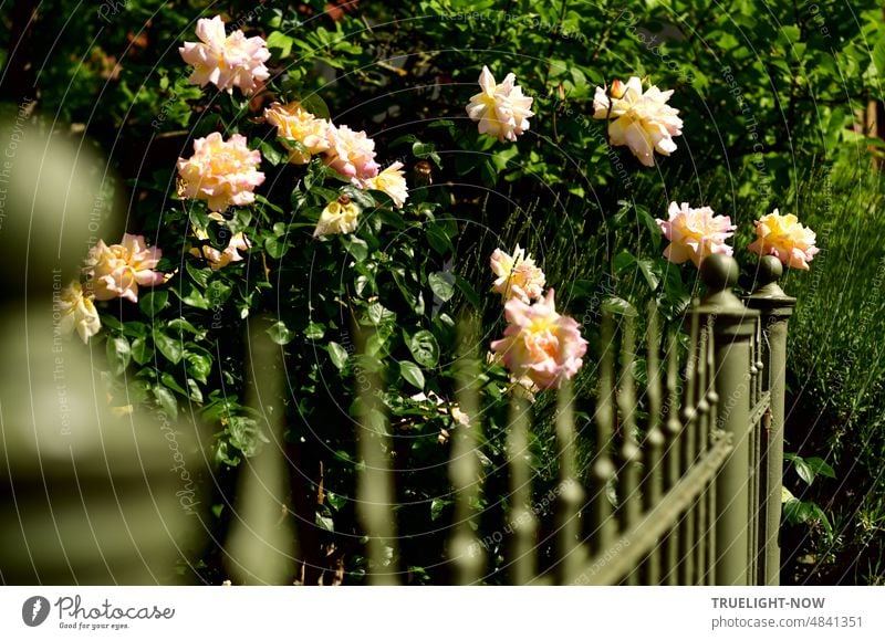 Ein Busch mit großen prächtigen apricot farbenen Rosen steht an einem eisernen Gartenzaun Blüten Blumen aufgeblüht Blütenblätter Fülle Pflanze Blätter grün