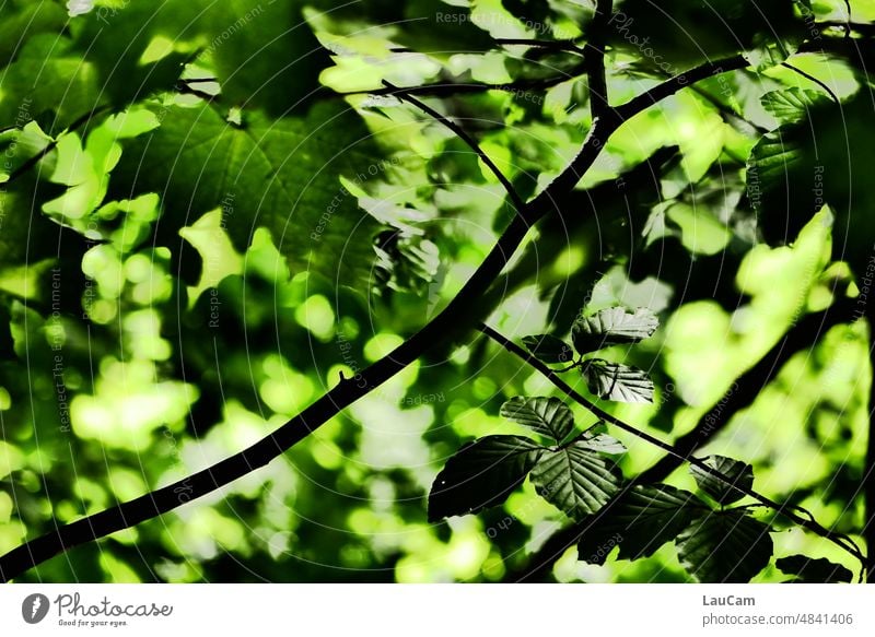 Schatten spendendes Blättermeer Bäume Wald Laubdach Blätterdach Laubwerk Laubbaum grün knallgrün Baum Natur Blatt Umwelt Licht Schattenspiel Schattenspender