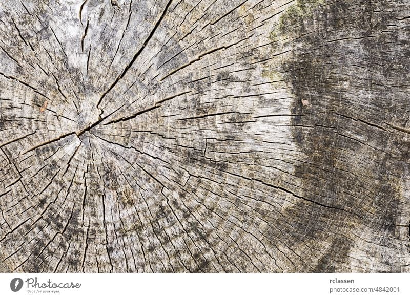 Holzbaum Textur Muster mit Jahresringen abstrakt baumartig ast Hintergrund Holz Holzplatte braun Schreinerei Nahaufnahme Deckung dunkel Laubbäume Schreibtisch
