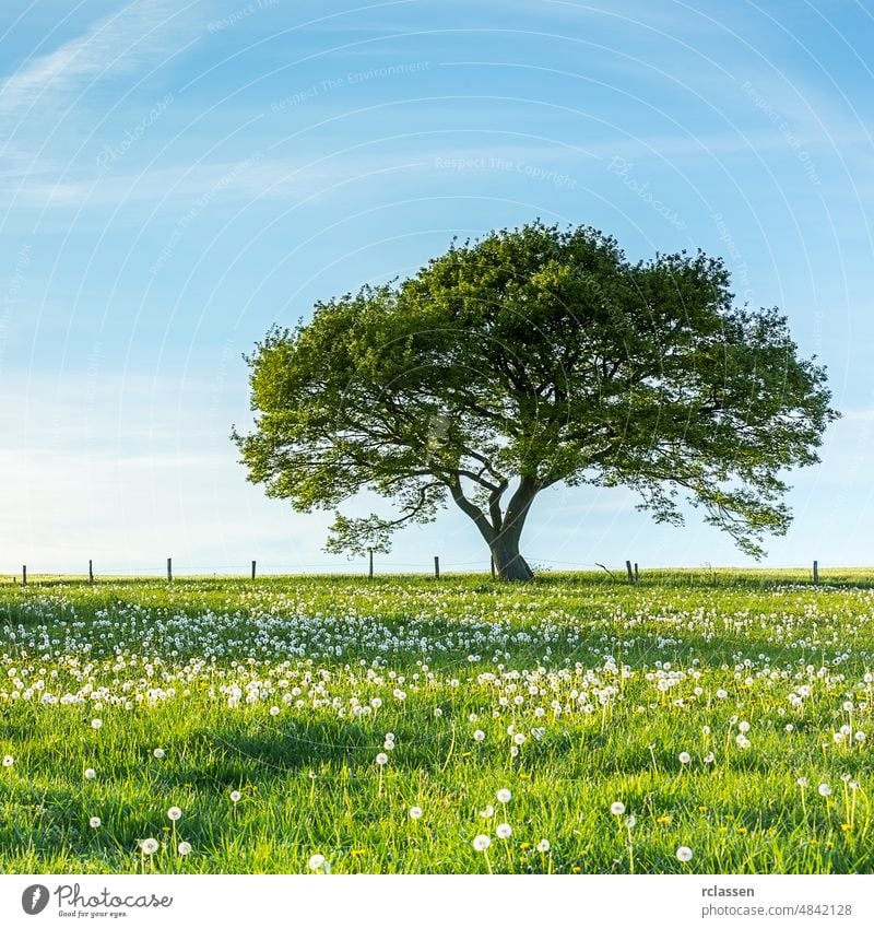 Alter Baum auf Löwenzahnwiese mit blauem Himmel im Frühling in der Eifel Deutschland Ackerbau Wolken wolkig Farbe laubabwerfend abnehmen dramatisch Ökologie