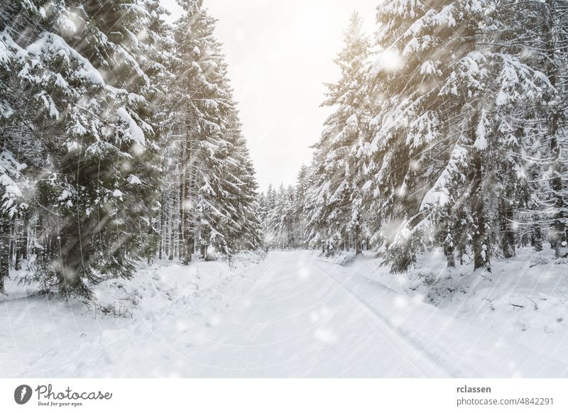 verschneiter Winterwald Eis eisig Frost gefroren gefährlich sanft Glätte Hinweis Saison kalt reisen Risiko rutschig Schnee Schneedecke Schneefall Schneeflocke