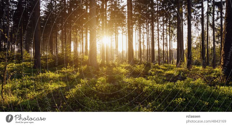 Waldbäume im Gegenlicht von goldenem Sonnenlicht vor Sonnenuntergang mit Sonnenstrahlen Natur Landschaft Frühling Baum Sommer Blatt Nadelholz idyllisch Umwelt