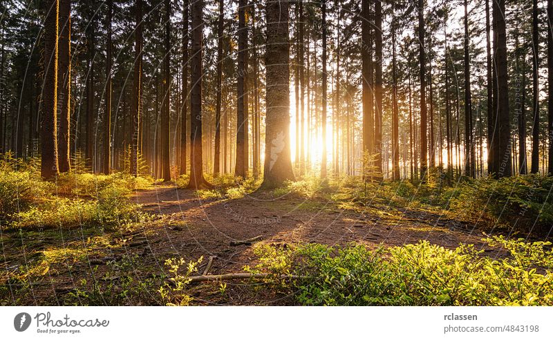 Stiller Wald im Frühling mit schönen hellen Sonnenstrahlen und Pfad Weg Panorama Baum Morgen Abenddämmerung Herbst authentisch Gras Blendenfleck Natur im Freien