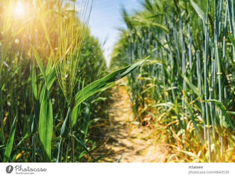 sonniges Weizenfeld Feld Ernte träumen abstrakt Bauernhof Phantasie Lebensmittel Landschaft Sommer Licht Horizont Sonne Brot Natur Himmel dramatisch golden