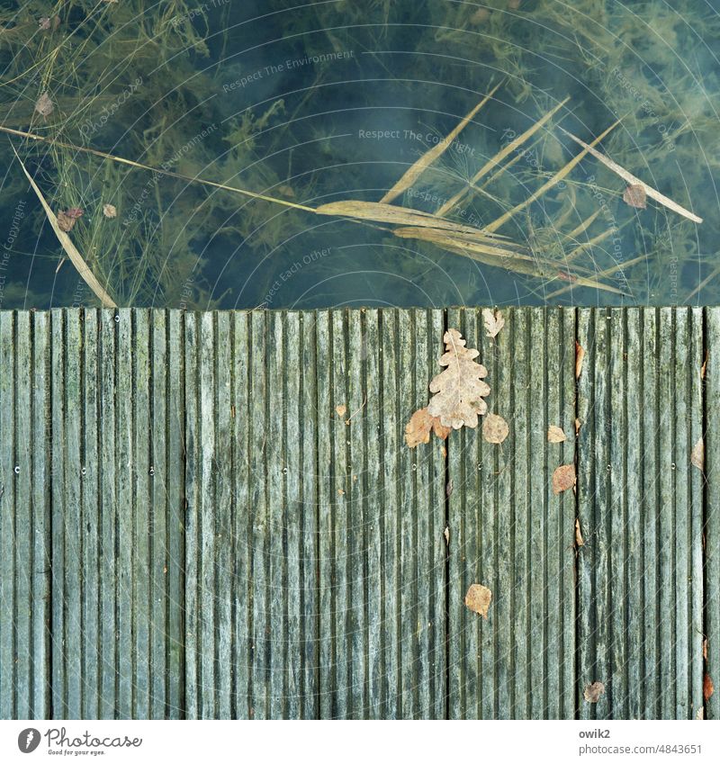Geplänkel Steg Anlegestelle Bootssteg Planken Kunststoff Linien gerade parallel See Teich Wasser Wasserpflanze Blatt Eichenblatt Laubblatt Herbst Herbstlaub