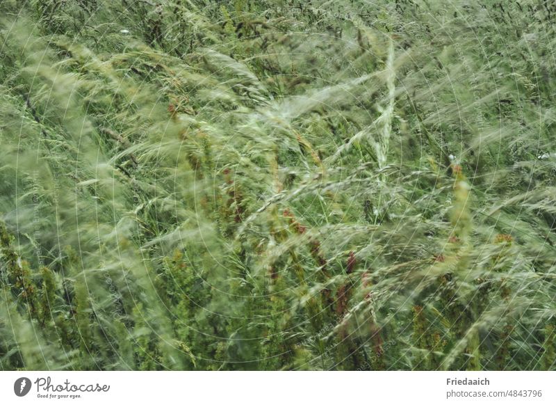 Wiesengräser im Wind Gräser bewegt grün Natur Gras Pflanze natürlich Umwelt Wildpflanze Außenaufnahme Sommer Tag Menschenleer Schwache Tiefenschärfe Unschärfe