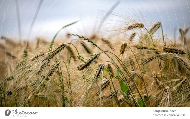 Reifes Getreide auf einem Feld Weizen Acker Ackerbau Landwirtschaft Agrar Getreidefeld Korn Kornfeld Bioprodukte Brot Ernte Lebensmittel Nutzpflanze