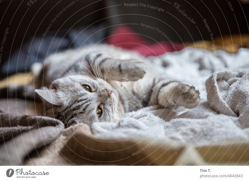 eine Katze räkelt sich relaxation Erholung Tier Farbfoto Blick niedlich Haustier Tierporträt Tiergesicht Hauskatze Innenaufnahme Fell beobachten Schnurrhaar