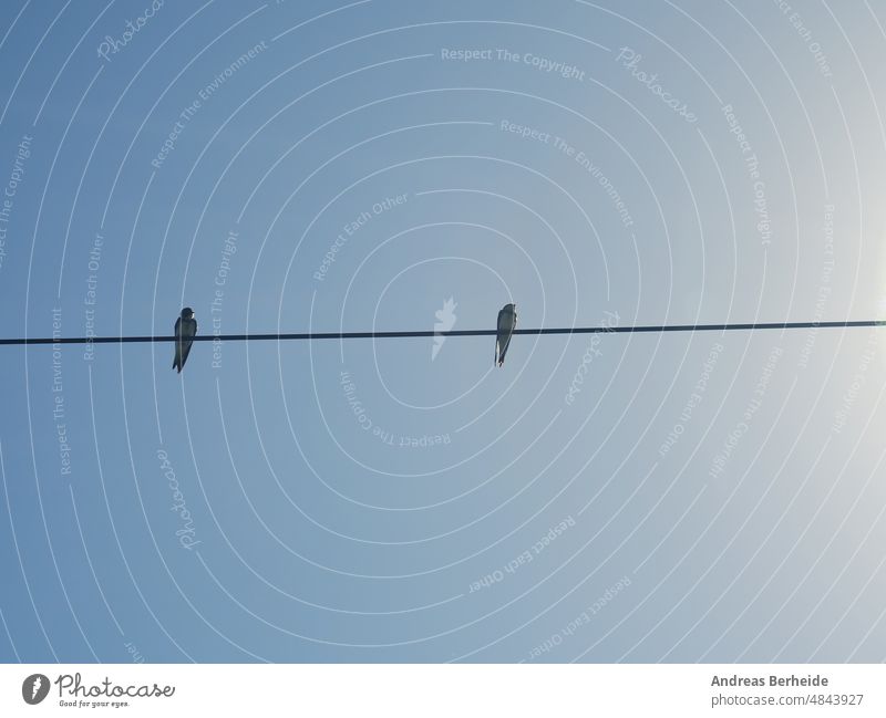 Zwei Rauchschwalben (Hirundo rustica) auf einer Stromleitung Standschwalbe sonnig Sommer Schnabel Feder hirundo Blauer Himmel Schwalbenvogel Ornithologie