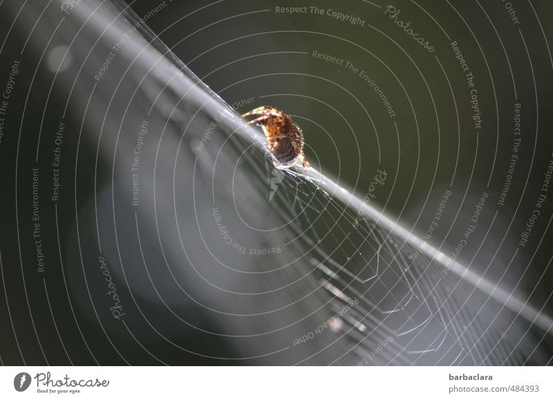 Einzelgänger | Akrobat Natur Luft Sonnenlicht Spinne 1 Tier Linie Streifen Spinnennetz krabbeln klein sportlich weiß Leben Bewegung Zufriedenheit Leichtigkeit