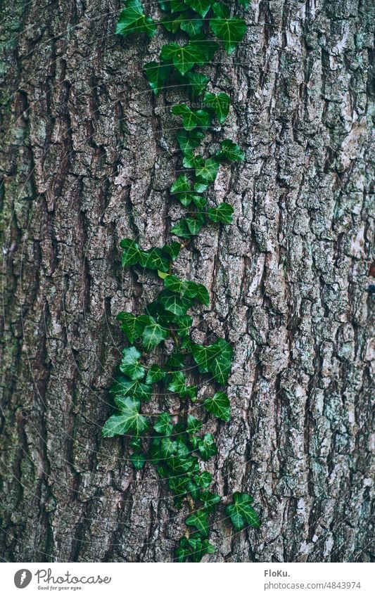 Baumrinde mit Eufeuranke Ranke ranken Rinde Natur Efeu Pflanze grün Außenaufnahme Farbfoto Blatt Wachstum Kletterpflanzen Detailaufnahme Umwelt natürlich