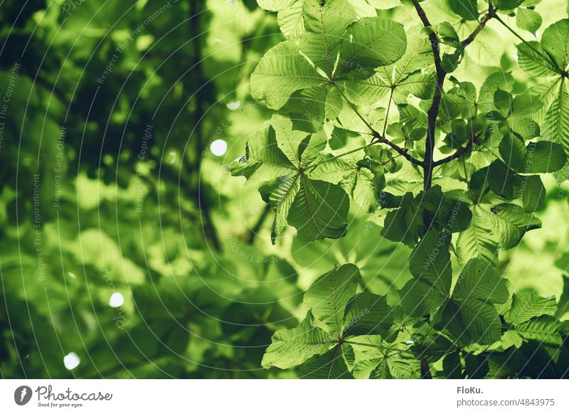 Kastanienblätter im Gegenlicht Baum Blätter grün Natur Pflanze Farbfoto Außenaufnahme Blatt Umwelt Sonnenlicht Tag Wald natürlich Schönes Wetter Sonnenstrahlen