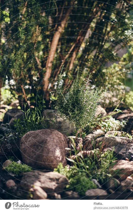 Mediterraner Steingarten im Sonnenlicht mediterran Pflanzen Garten Natur grün Außenaufnahme Farbfoto natürlich Sommer Blume Tag Menschenleer Umwelt