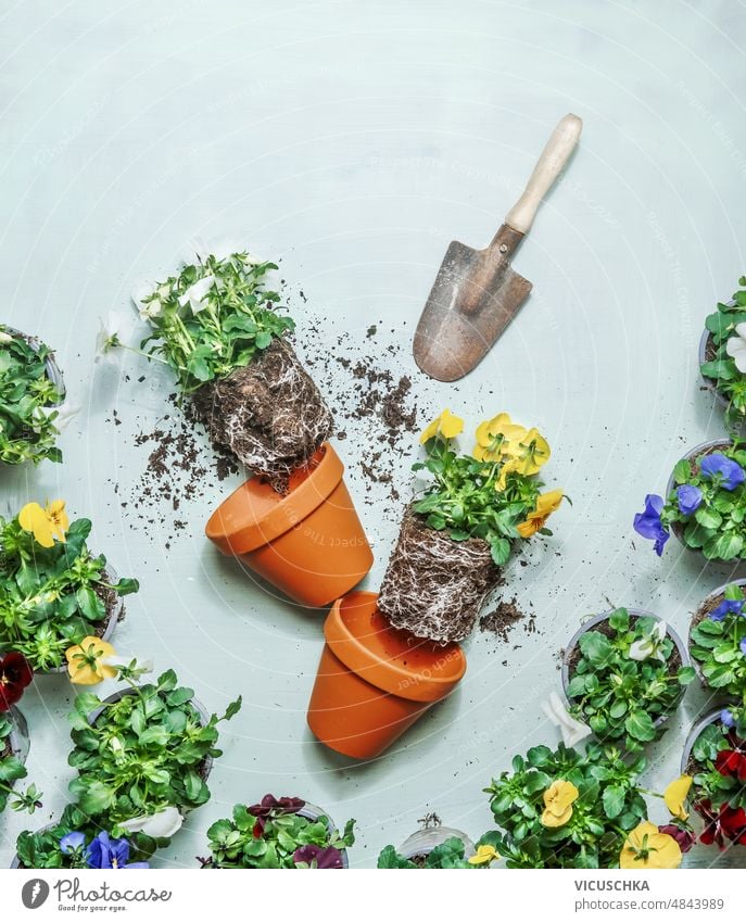 Gartengestaltung mit Terrakotta-Pflanztöpfen, Schaufel und Blumen mit Erde und Wurzeln mit Topfblumen. Gartenarbeit Einstellung Blumentöpfe schaufeln Boden