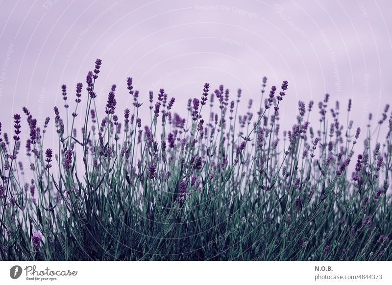 Lavendel seitlich Lavendula Lavendelduft Lavendelblüte Duft Geruch violett lila Gesundheit Sommer sommerlich Sommerblumen natürliches Licht Unschärfe Blüte