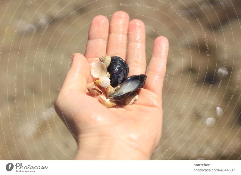 Kleine und große Muscheln auf einer offenen Hand  am Strand handfläche muscheln fundstücke sammeln zeigen präsentieren Finger Nahaufnahme Außenaufnahme