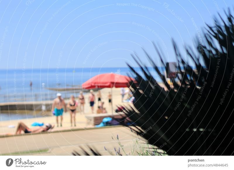Grüne Pflanze vor Strandszene. Menschen in badebekleidung am Strand in Kroatien. Sonnen, Sonnenschutz, Sonnenschirm. bikini badehoSe badeanzug badegäste meer