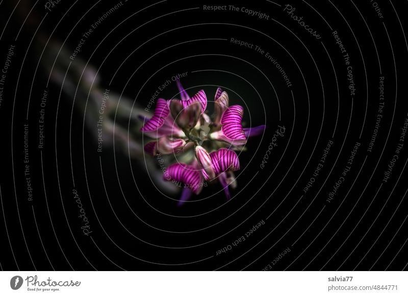 Esparsettenblüte aus der Vogelperspektive Onobrychis Blüte Blume Wildblume blühend lila pink schwarzer hintergrund violett Pflanze Schwache Tiefenschärfe