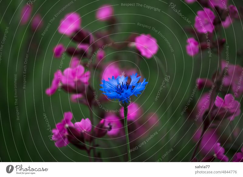 Individualist Blumenwiese Kornblume rotes Leimkraut Lichtnelke Natur Farbfoto Blühend pink blau Einzelgänger Solist Wiese Blüte Pflanze Wildpflanze Sommer schön
