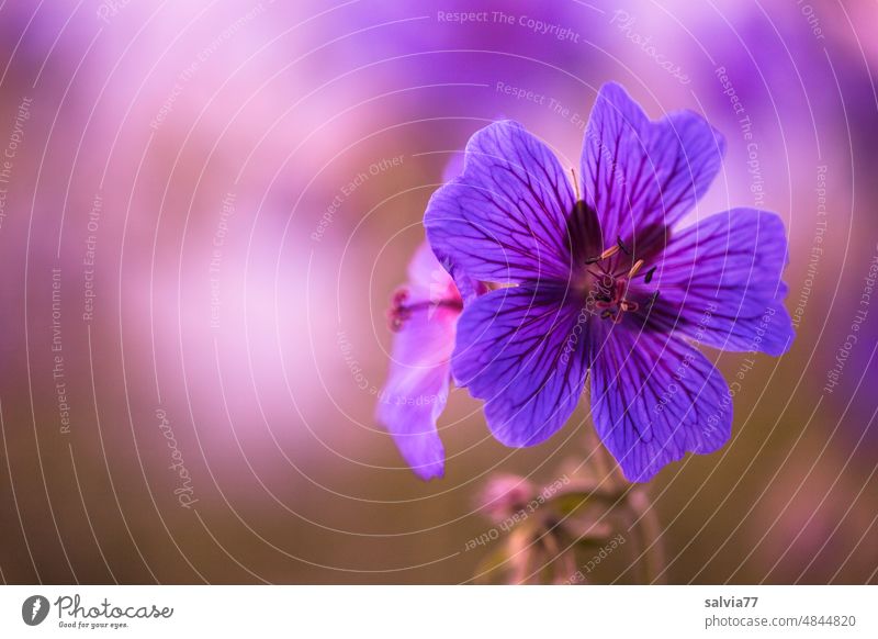 fünfmal Herz in lila | Storchschnabel Geranium Blume Blüte geranium violett Blühend Nahaufnahme Schwache Tiefenschärfe Farbfoto Garten Sommer Menschenleer