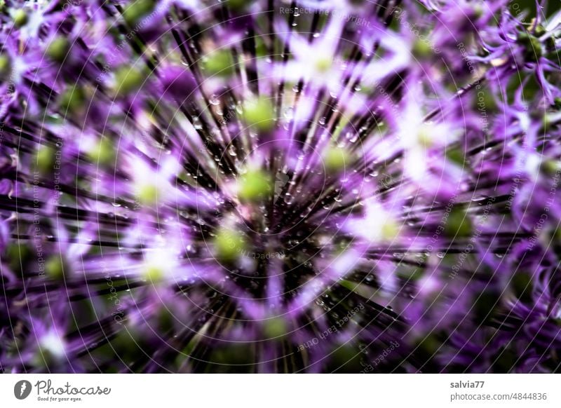 lila Sternchen, Zierlauchblüte ganz nah mit viel Unschärfe Blume Blüte Makro Natur violett Blühend Schwache Tiefenschärfe Frühling Garten Pflanze grün