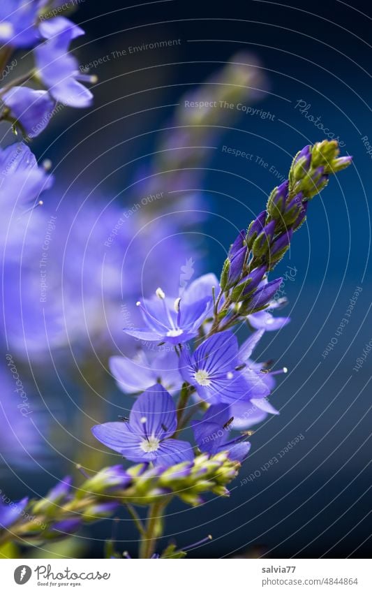 blue dabadi... Ehrenpreisblüten Veronica Blume Blüte blau Pflanze Natur Frühling Blühend Farbfoto Garten Makro Menschenleer Wachstum schön Unschärfe