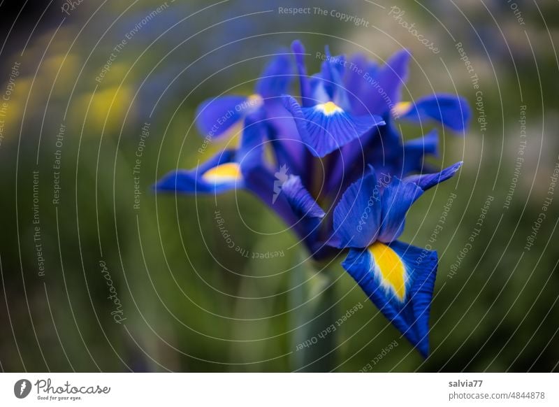 blaue Iris (Schwertlilie) blau gelb Blume Blüte Garten Blühend Frühling Natur Pflanze Außenaufnahme Farbfoto Menschenleer Nahaufnahme Sommer schön