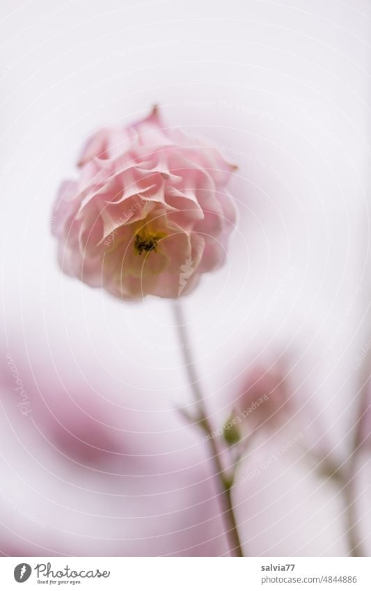 Akelei in zartrosa Aquilegia Blume Blüte Natur Pflanze Frühling Blühend Farbfoto Garten Makroaufnahme Schwache Tiefenschärfe Duft Nahaufnahme Menschenleer