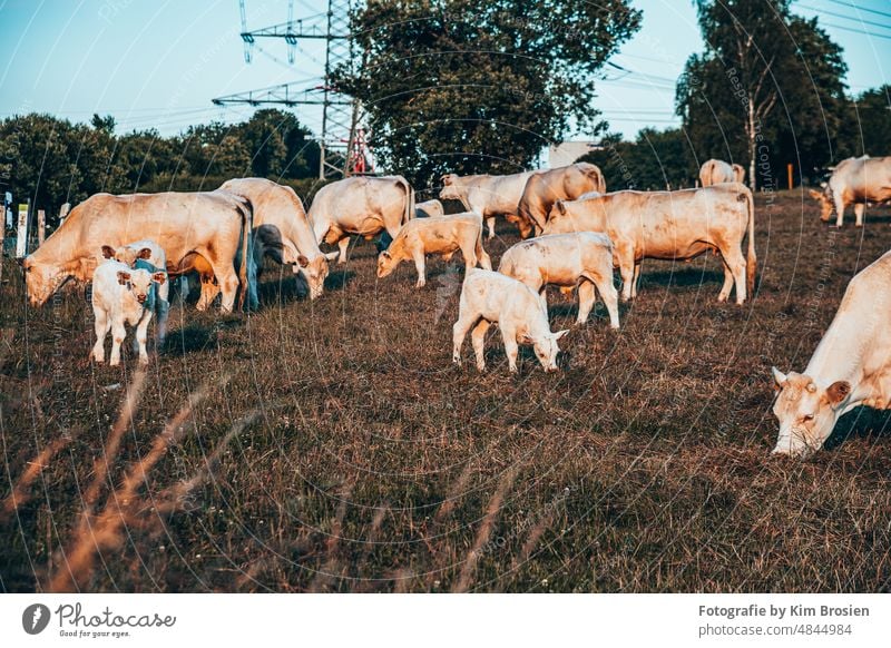 Kuhherde auf Weide kuh weide landwirtschaft jungtier säugetier wiehl Landwirtschaft Rind Gras Herde Natur Nutztier Landschaft Viehbestand grün Wiese Tier Sommer