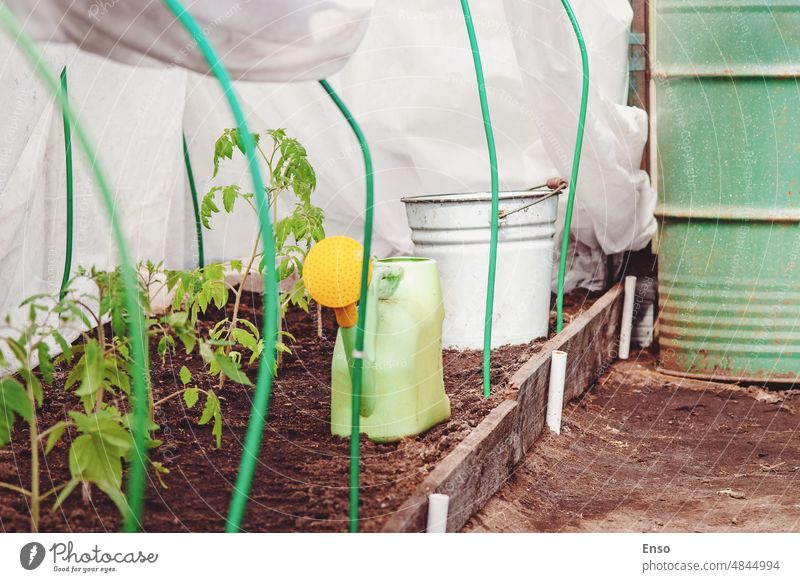 Gewächshaus mit Tomatenpflanzen im Bio-Gehöft, Gemüseanbau im kleinen Familiengarten Gartenarbeit gepflanzt Pflanze Sämlinge Gießkanne Eimer Lauf homesteading