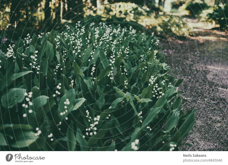 Maiglöckchen wachsen und blühen auf dem lettischen Friedhof Hintergrund schön Schönheit Feld Blume Garten Gartenarbeit grün wachsend Wachstum Blatt Blätter