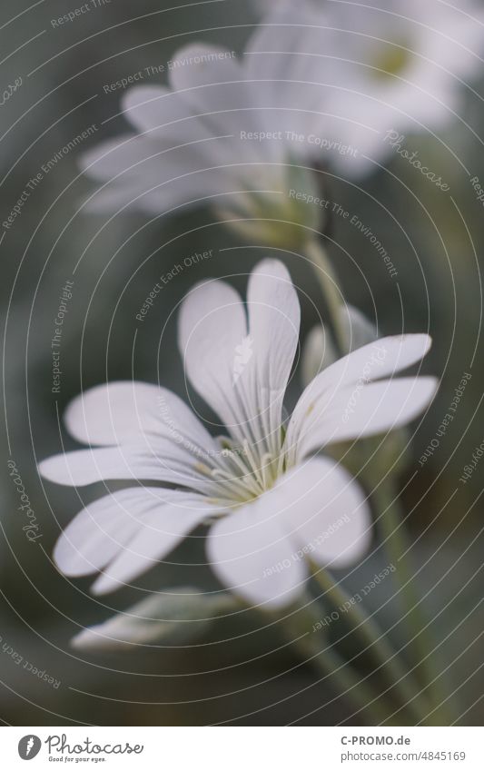 Acker-Hornkraut blüte Pflanze Cerastium arvense Kriechstaude Makroaufnahme Zierpflanze weiß Blume Blüte Nahaufnahme Außenaufnahme Schwache Tiefenschärfe