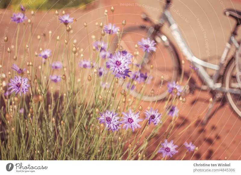 Kurze Pause bei der Fahrradtour, um die "Blaue Rasselblume" zu fotografieren. Das Fahrrad glänzt im Hintergrund im Sonnenlicht. Fahrradfahren Freizeit & Hobby